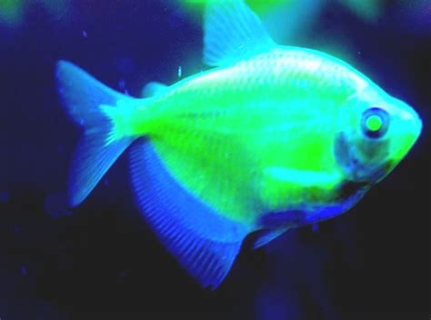 pink glow fish|facts about glofish.